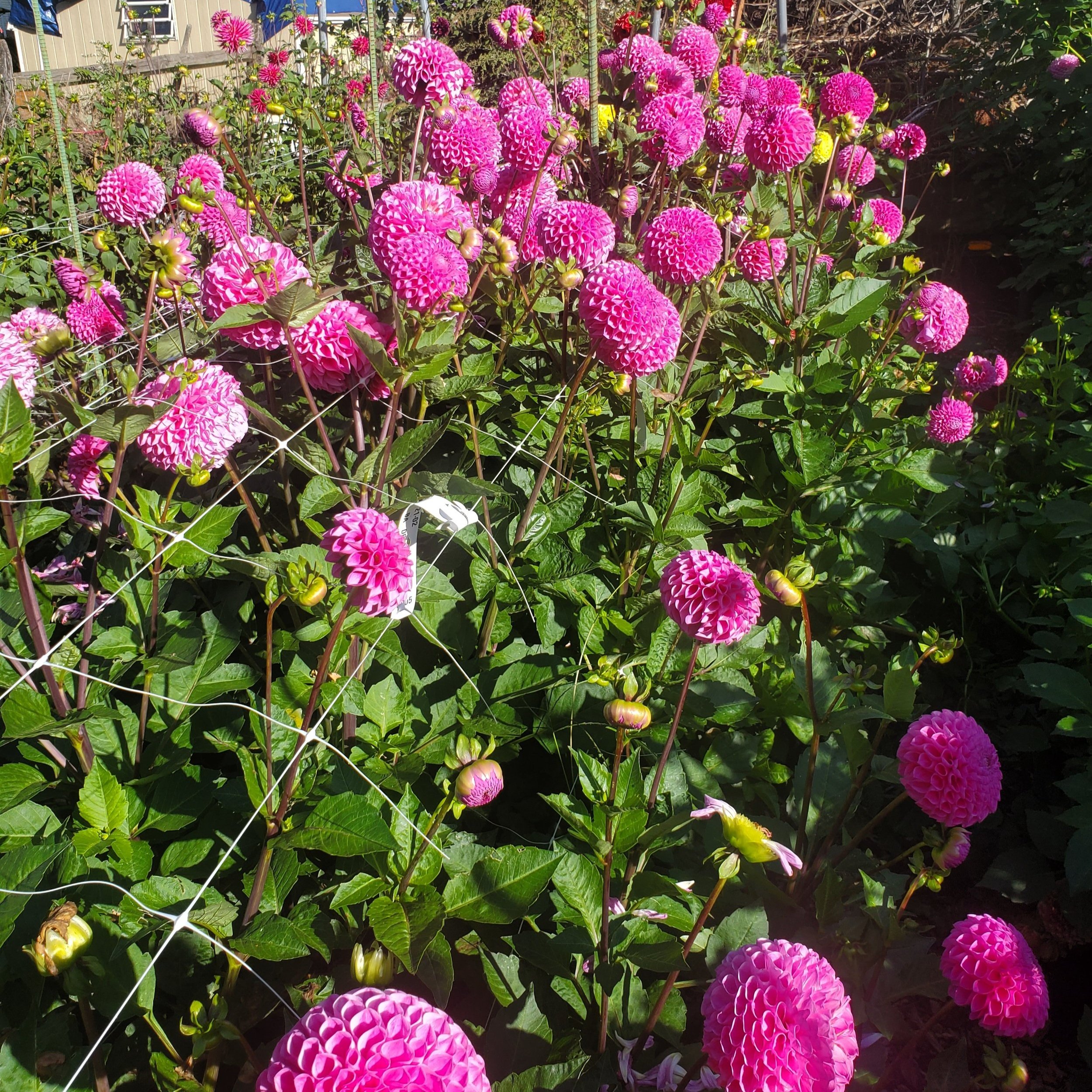 20TH AVE FOR MOM MB-DP — Crazy 4 Dahlias